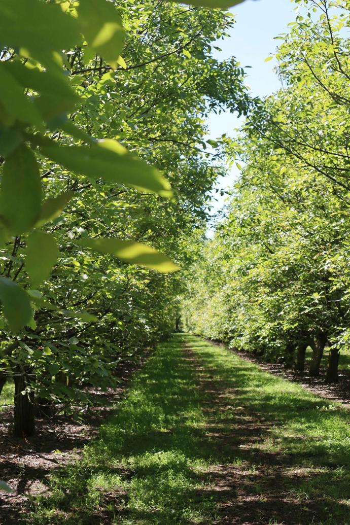 Noceto - Noci - Rovigo - Azienda Agricola Valier
