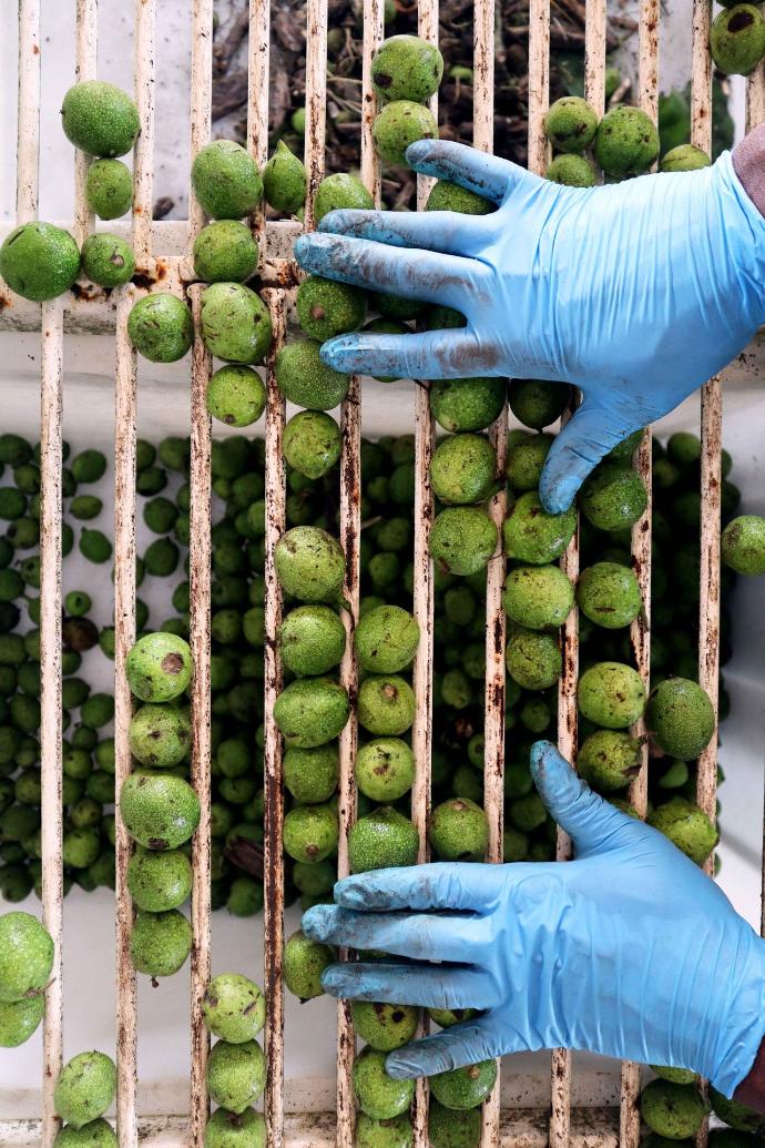 Cernita noci verdi manuale Noci Verdi - Nocino - cernita -Azienda Agricola Valier - raccolta noci verdi