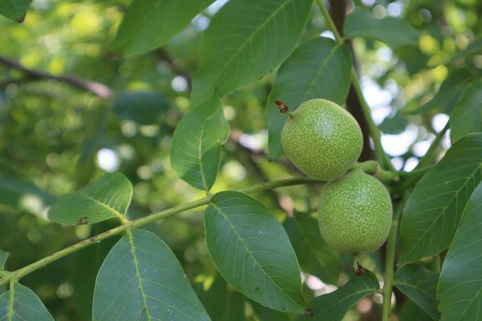Noci verdi su albero di noce Azienda Agricola Valier - Noci verdi - Nocino